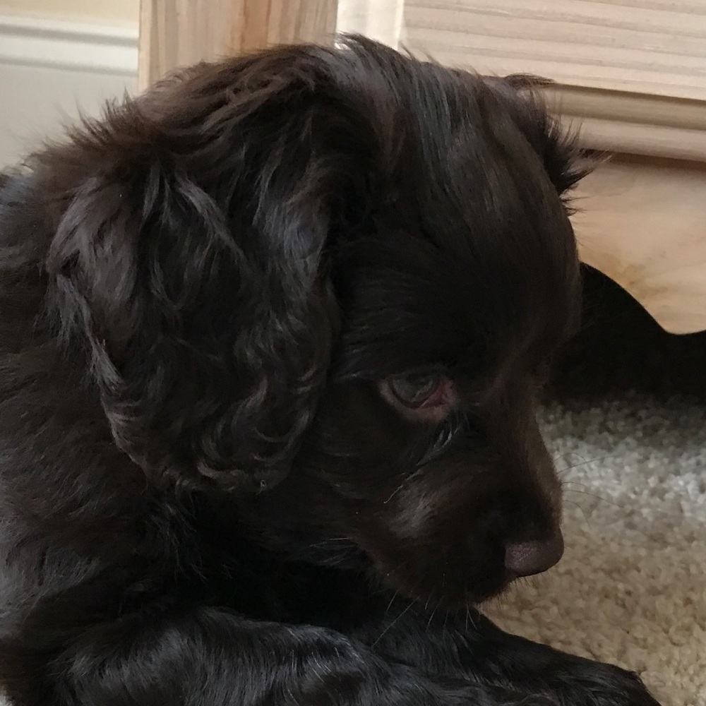 Meet your Posher, Maybelle